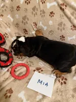 MIA, a female English Bulldog for sale in Peoria, IL – Photo 4 of 6