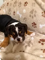 MIA, a female English Bulldog for sale in Peoria, IL – Photo 6 of 6