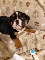 MIA, a female English Bulldog for sale in Peoria, IL – Photo 1 of 6