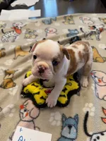 processed/2328500b-355c-4e65-835f-9bc271dbef83/listing/dab409e8-a2dd-4e69-aebc-59a97f98bb4c/7c16592b-b3fb-40b8-a425-e31c2383228b