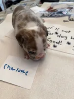 CHARLOTTE, a female English Bulldog for sale in Peoria, IL – Photo 3 of 10