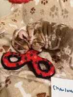 CHARLOTTE, a female English Bulldog for sale in Peoria, IL – Photo 7 of 10