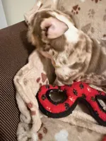 CHARLOTTE, a female English Bulldog for sale in Peoria, IL – Photo 10 of 10