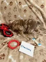 CHARLOTTE, a female English Bulldog for sale in Peoria, IL – Photo 5 of 10