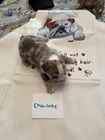 CHARLOTTE, a female English Bulldog for sale in Peoria, IL – Photo 4 of 10