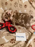 CHARLOTTE, a female English Bulldog for sale in Peoria, IL – Photo 1 of 10