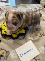 CHARLOTTE, a female English Bulldog for sale in Peoria, IL – Photo 2 of 10