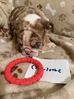 CHARLOTTE, a female English Bulldog for sale in Peoria, IL – Photo 8 of 10