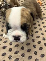 Henrietta, a female English Bulldog for sale in Peoria, IL – 4 of 10