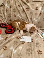 FANCY, a female English Bulldog for sale in Peoria, IL – Photo 9 of 9