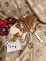 FANCY, a female English Bulldog for sale in Peoria, IL – Photo 6 of 9