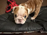 FANCY, a female English Bulldog for sale in Peoria, IL – Photo 5 of 9