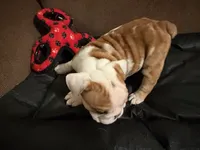 FANCY, a female English Bulldog for sale in Peoria, IL – Photo 7 of 9