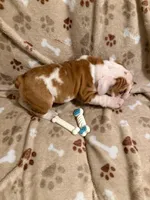 FANCY, a female English Bulldog for sale in Peoria, IL – Photo 8 of 9