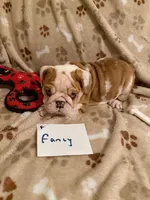 FANCY, a female English Bulldog for sale in Peoria, IL – Photo 3 of 9
