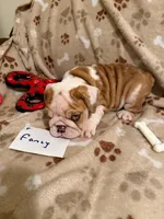 FANCY, a female English Bulldog for sale in Peoria, IL – Photo 4 of 9