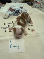 FANCY, a female English Bulldog for sale in Peoria, IL – Photo 2 of 9