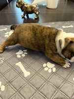 Henrietta, a female English Bulldog for sale in Peoria, IL – 8 of 10