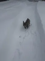 Denim, a male French Bulldog for sale in East Longmeadow, MA – Photo 2 of 4