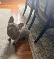 Denim, a male French Bulldog for sale in East Longmeadow, MA – Photo 3 of 4