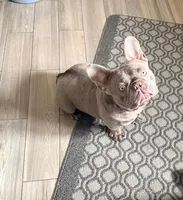 Denim, a male French Bulldog for sale in East Longmeadow, MA – Photo 1 of 4