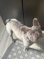 Denim, a male French Bulldog for sale in East Longmeadow, MA – Photo 4 of 4