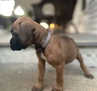 Angel, a female Boxer for sale in Westminster, SC – 3 of 10