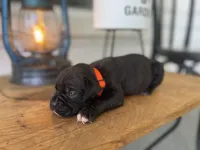 Gus, a male Boxer for sale in Westminster, SC – 3 of 3