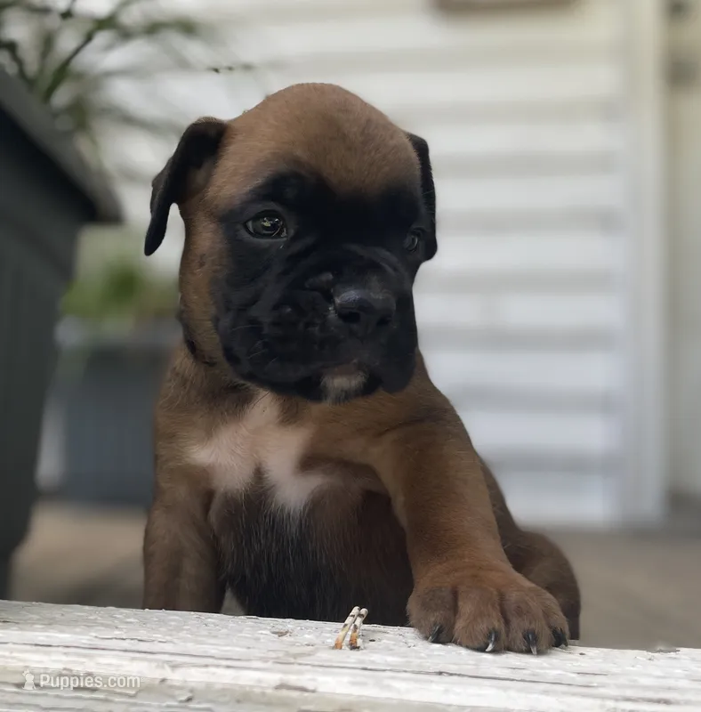 Rusty – Boxer puppy for sale in Westminster, SC