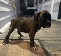 Champ, a male Boxer for sale in Westminster, SC – 9 of 10
