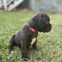 Spirit, a female Boxer for sale in Westminster, SC – 5 of 10