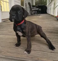 Spirit, a female Boxer for sale in Westminster, SC – 4 of 10