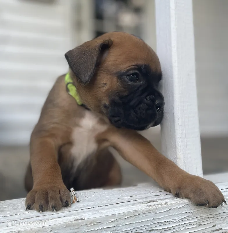 Bentley – Boxer puppy for sale in Westminster, SC