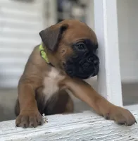 Bentley, a male Boxer for sale in Westminster, SC – 2 of 9