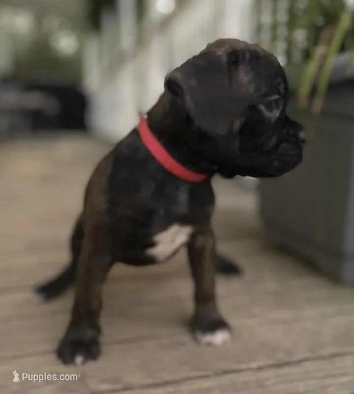 Spirit – Boxer puppy for sale in Westminster, SC