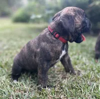 Kodiak, a male Boxer for sale in Westminster, SC – 8 of 10
