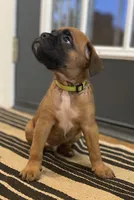 Bentley, a male Boxer for sale in Westminster, SC – 8 of 9