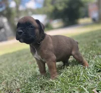 Rusty, a male Boxer for sale in Westminster, SC – 8 of 9