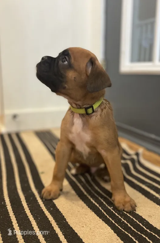 Bentley – Boxer puppy for sale in Westminster, SC