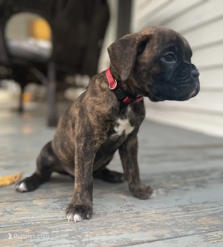 Kodiak – Boxer puppy for sale in Westminster, SC