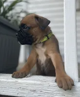 Bentley, a male Boxer for sale in Westminster, SC – 6 of 9