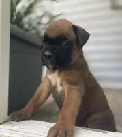 Rusty, a male Boxer for sale in Westminster, SC – 6 of 9