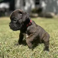 Spirit, a female Boxer for sale in Westminster, SC – 3 of 10