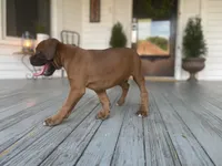 Duke, a male Boxer for sale in Westminster, SC – 5 of 6