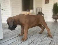 Duke, a male Boxer for sale in Westminster, SC – 4 of 6