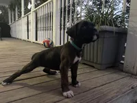 Champ, a male Boxer for sale in Westminster, SC – 10 of 10