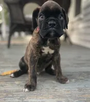 Kodiak, a male Boxer for sale in Westminster, SC – 10 of 10