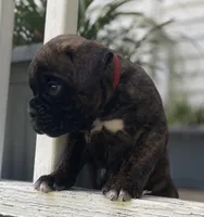 Kodiak, a male Boxer for sale in Westminster, SC – 7 of 10