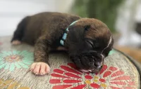 Champ, a male Boxer for sale in Westminster, SC – 2 of 3