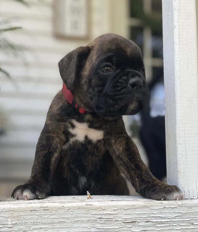 Kodiak – Boxer puppy for sale in Westminster, SC